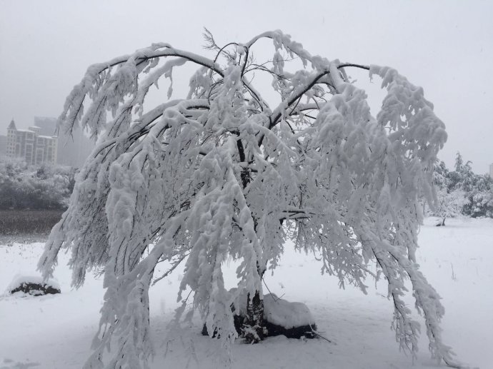 手槍詩(shī)?合肥暴雪，同學(xué)屏春 